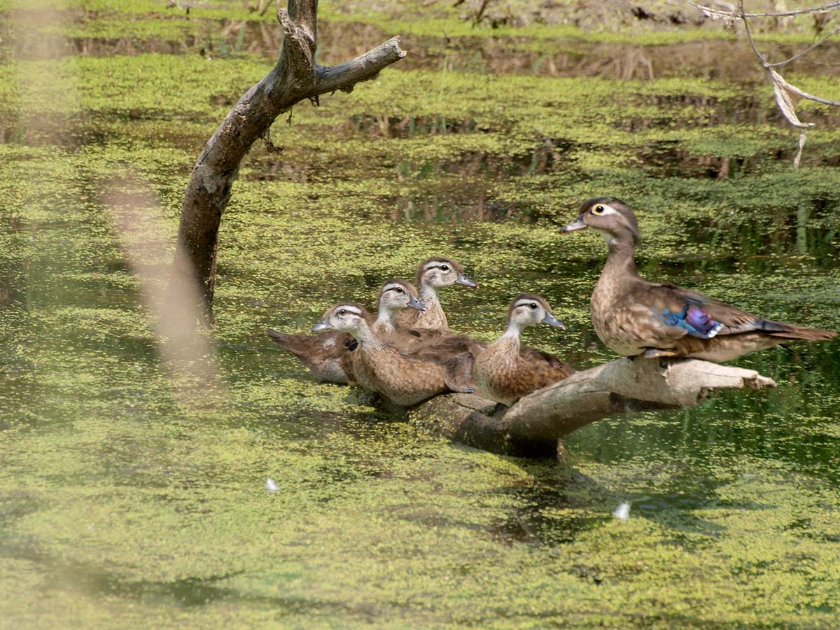 Image for The Hal & Jean Glassen Memorial Foundation Supports Graduate Research